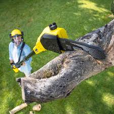 Best Tree Removal Services  in Hudson Lake, IN